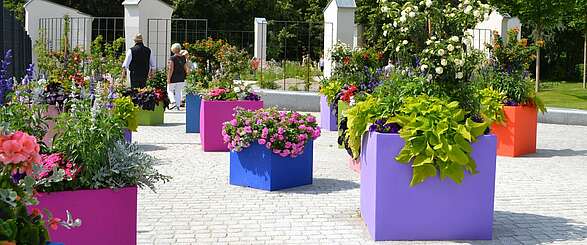 Entdeckt in Prenzlau: Schwarz blühende Sonnenblumen