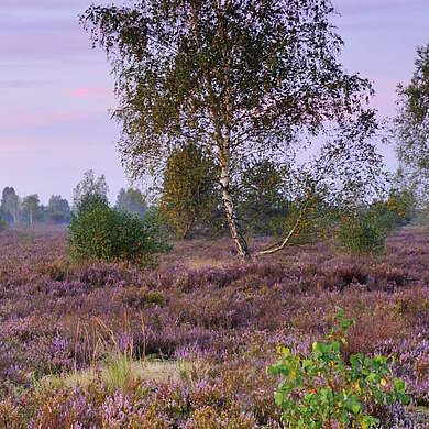 Die Heide: Erlebe dein lila Wunder!