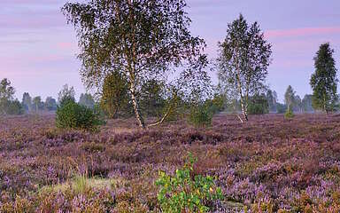 Dämmerung in der Reicherskreuzer Heide