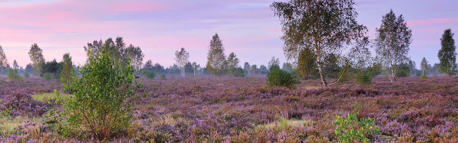 Dämmerung in der Reicherskreuzer Heide,
        
    

        Foto: www.sczepanski-fotografie.de/Sebastian Hennigs