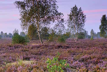 Wandern in der Heide