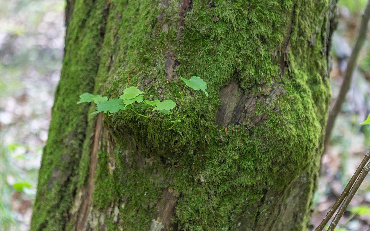 Nahezu unberührt kommt der Grumsiner Forst daher. Nicht umsonst wurde er zum Weltnaturerbe erklärt.