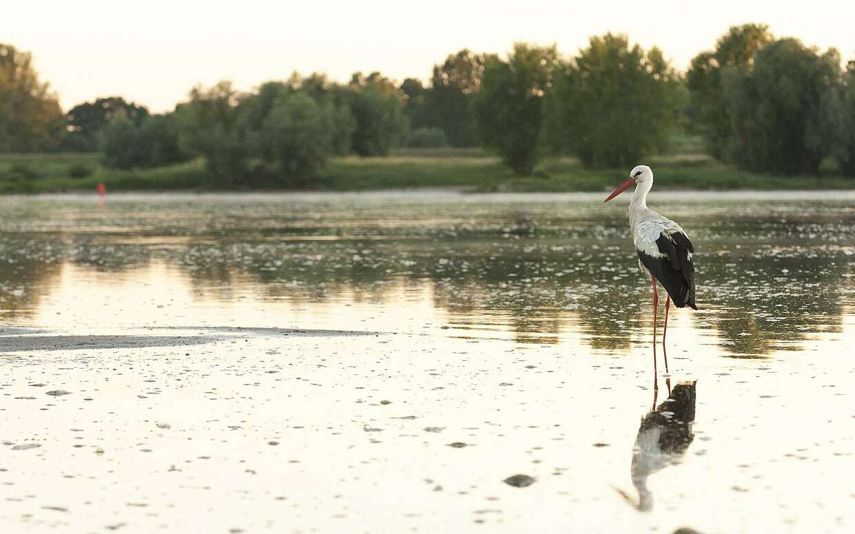 Kein ungewöhnlicher Anblick in der Prignitz: ein Weißstorch in der Elbe.