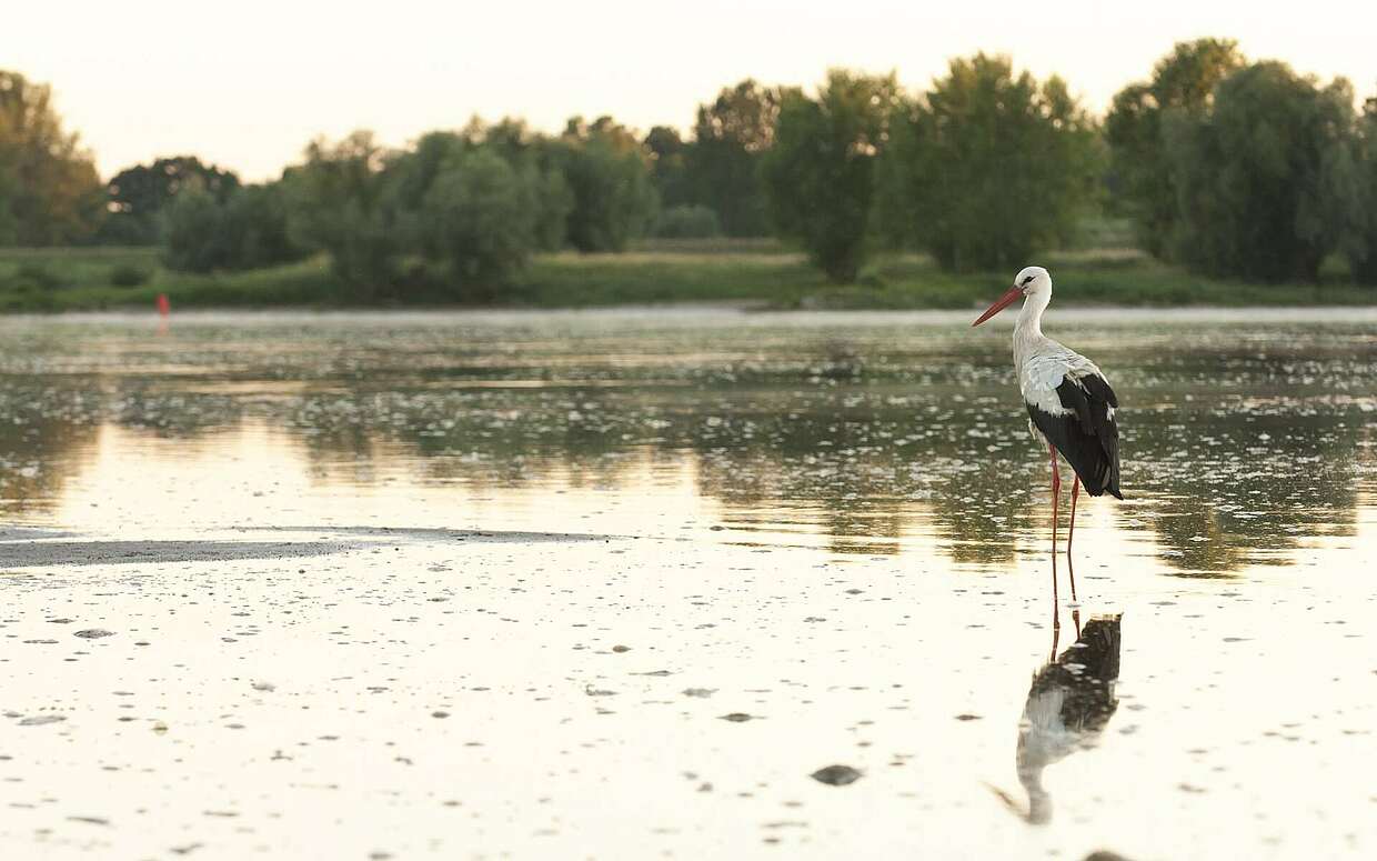 Kein ungewöhnlicher Anblick in der Prignitz: ein Weißstorch in der Elbe.