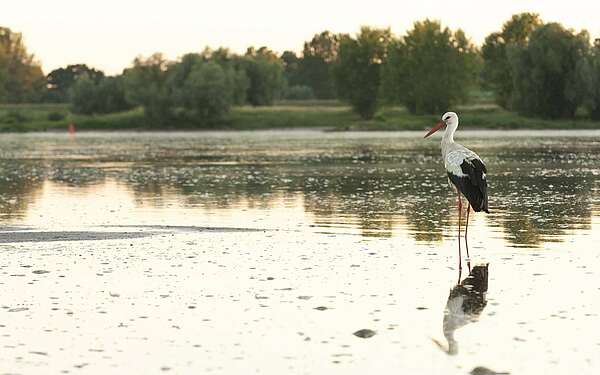 Ein Storch in der Elbe