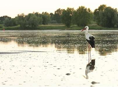 Ein Storch in der Elbe