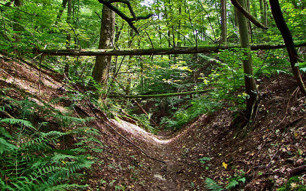 Die Wolfsschlucht im Naturpark Märkische Schweiz.