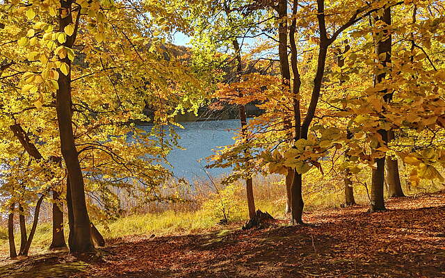 Wasserblick im Wald