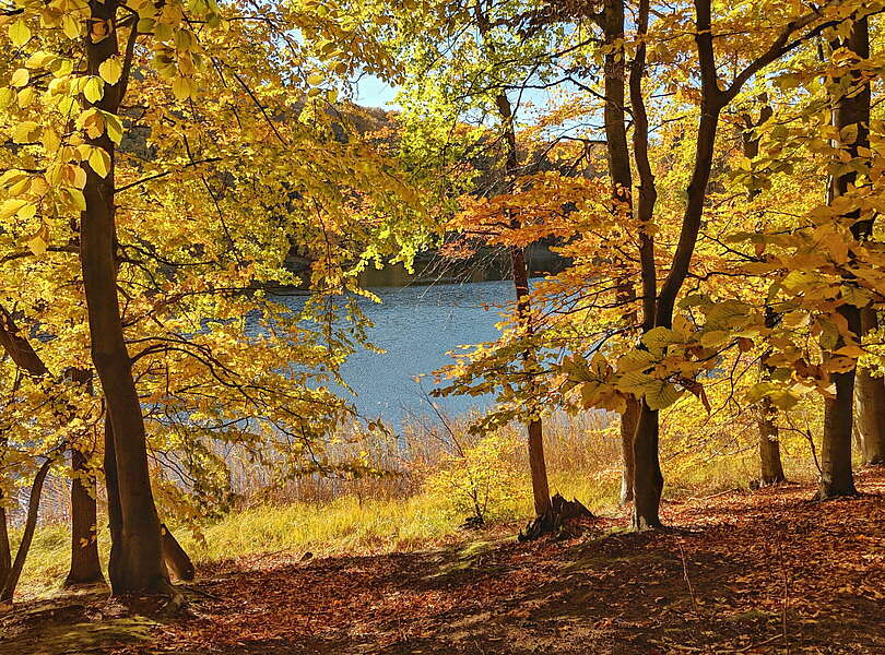 Wasserblick im Wald