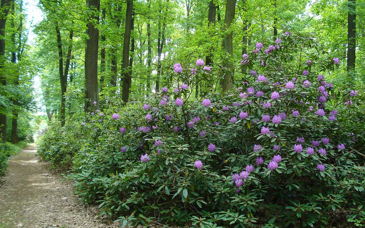 Violetter Rhododendron am Wegesrand