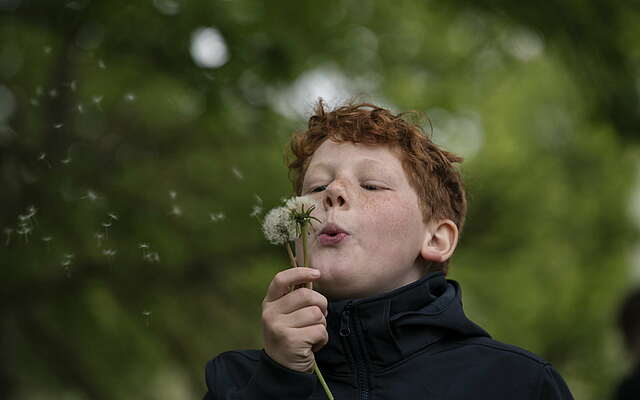 Junge mit Pusteblume