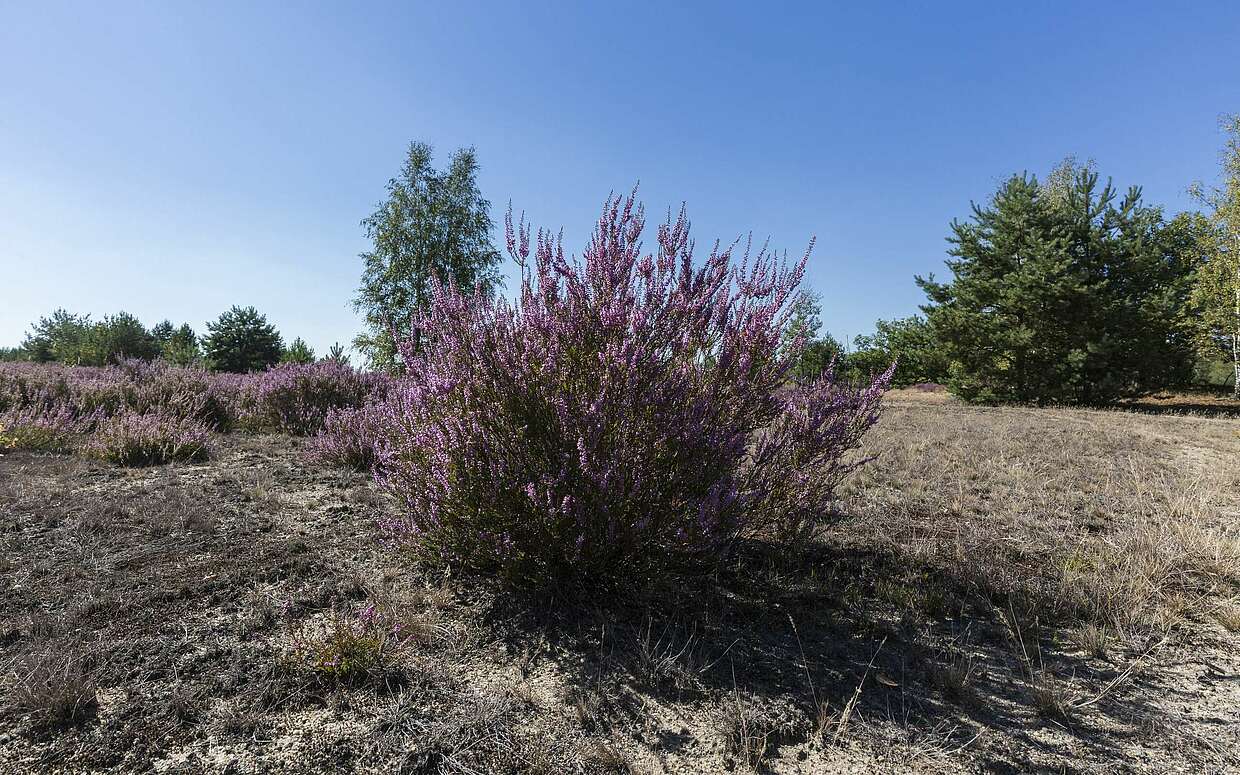 Blühende Heide