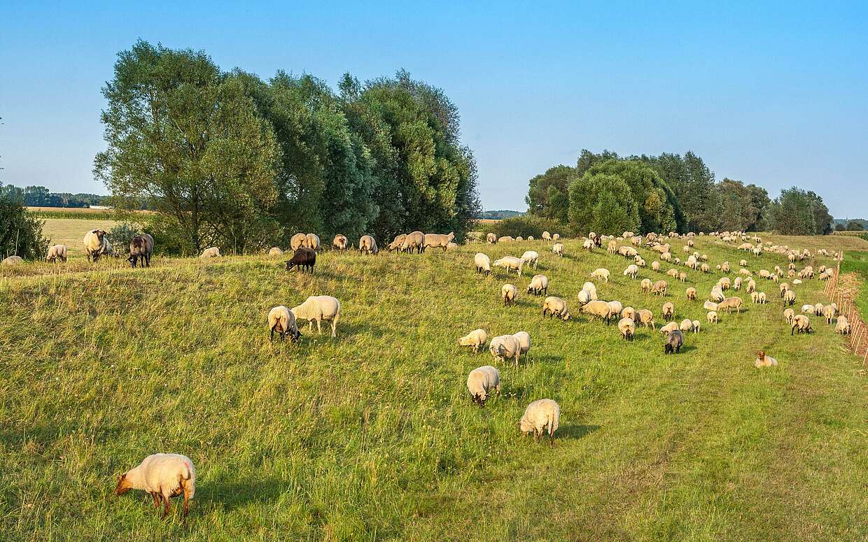 Eine Schafsherde in der Weite der Prignitz