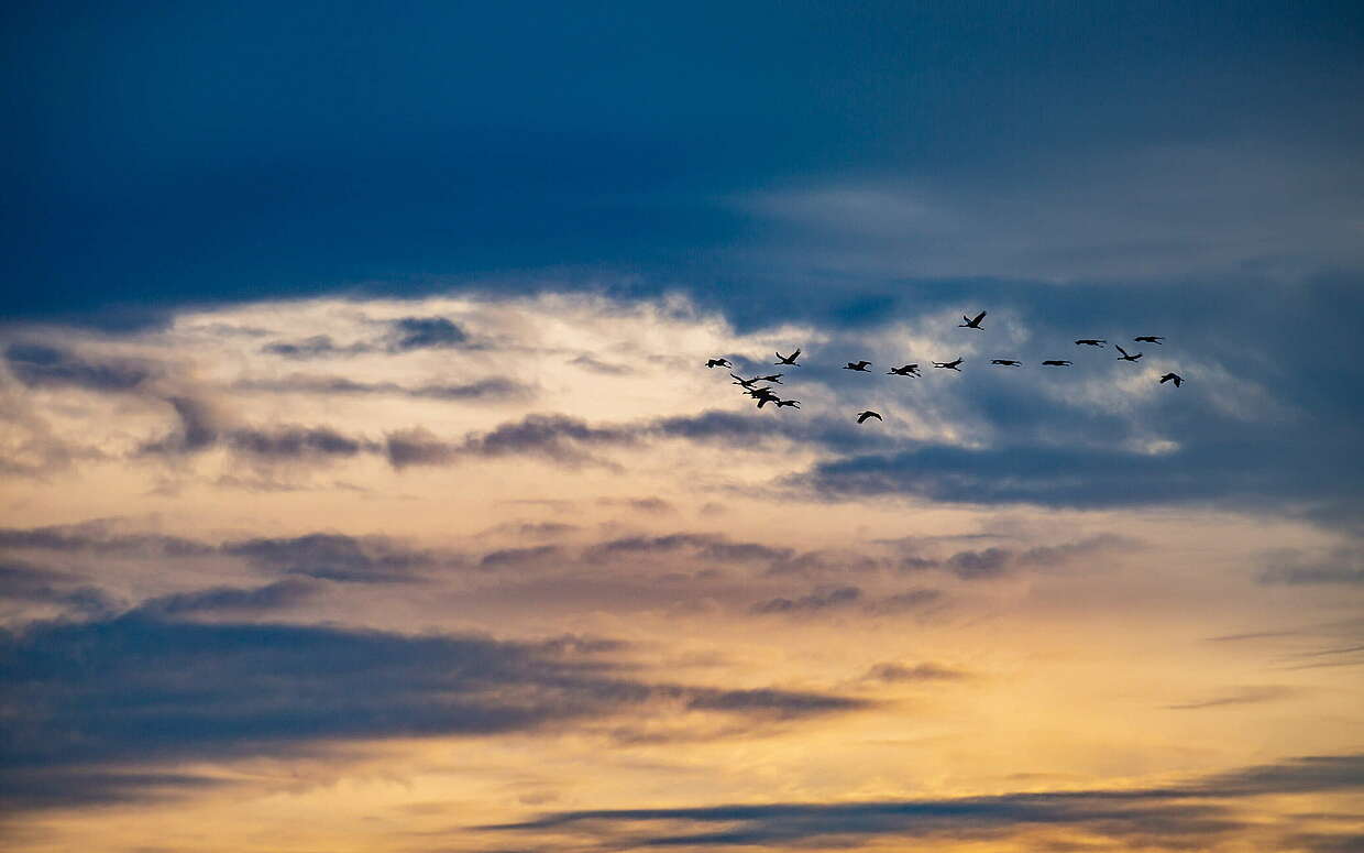 Vogelzug im Herbst