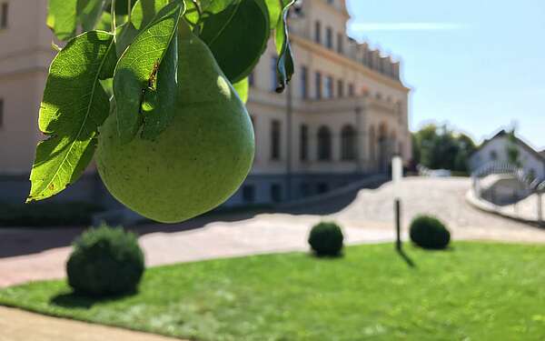 Birnenbaum am Schloss Ribbeck