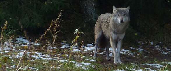 Vollmond-Nächte im Wildpark Schorfheide