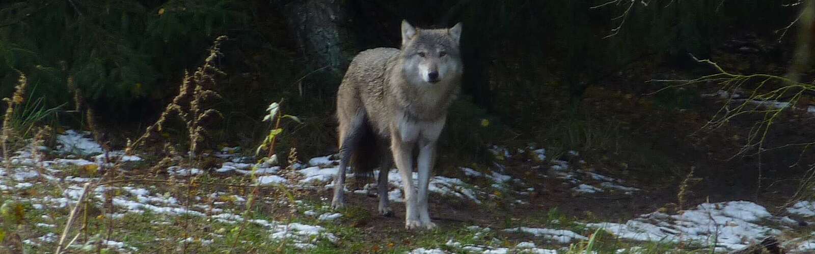 Wolf im Gehege,
        
    

        Foto: TMB-Fotoarchiv/Ronald Keusch