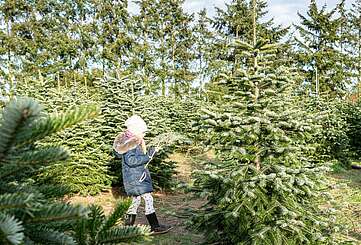 Den schönsten Baum selbst aussuchen...
