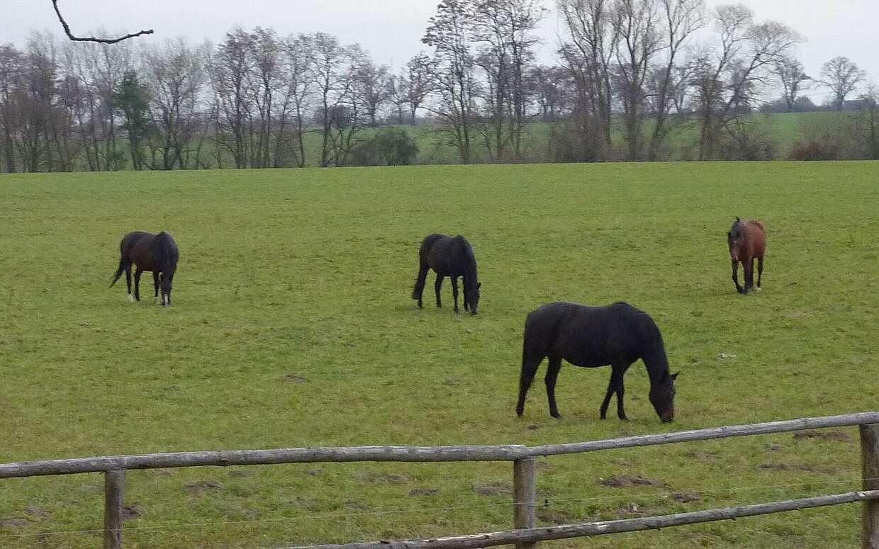 Pferdekoppel im Havelland