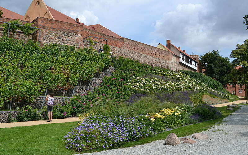 



        
            Weinberg in Prenzlau,
        
    

        Foto: TMB/Matthias Schäfer
    