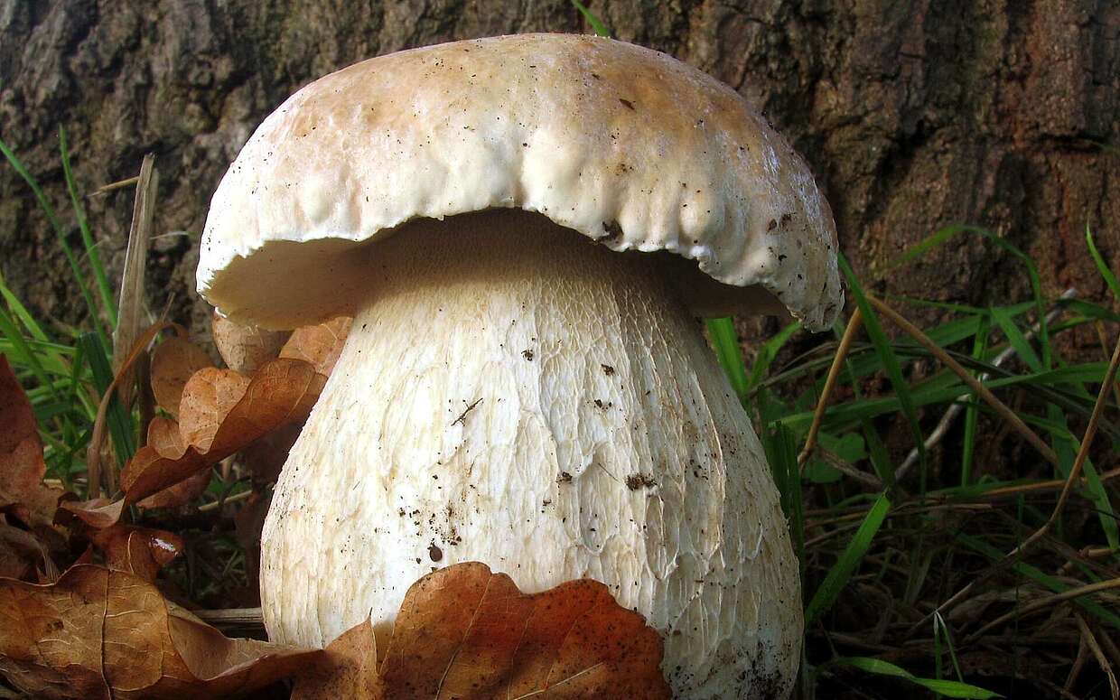 Steinpilze wachsen bevorzugt in der Nähe von Kiefern, aber auch von Linden und Eichen.