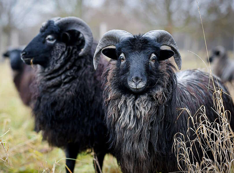 Heidschnucken-Schafe auf der Heide