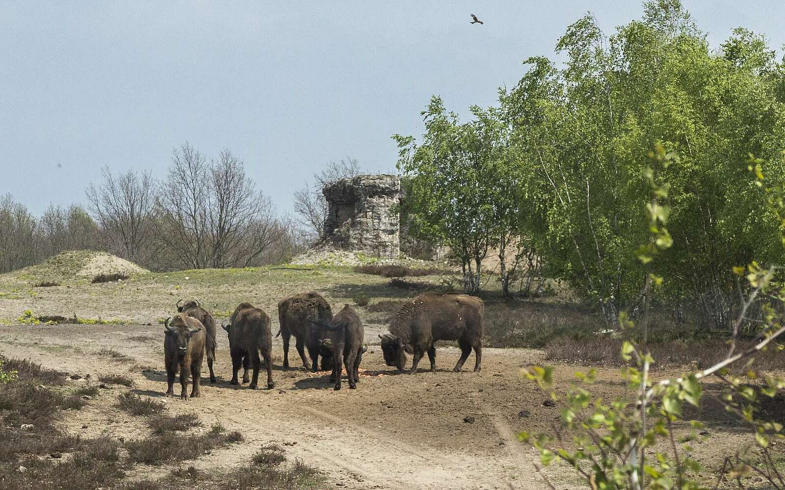 Wisente in Sielmanns Naturlandschaft Döberitzer Heide