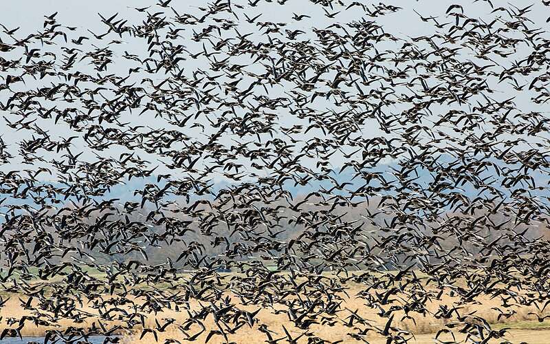 



        
            Blessgänse in den Elbtalauen,
        
    

        Foto: Naturschutzfonds Brandenburg/LerchUlmer
    