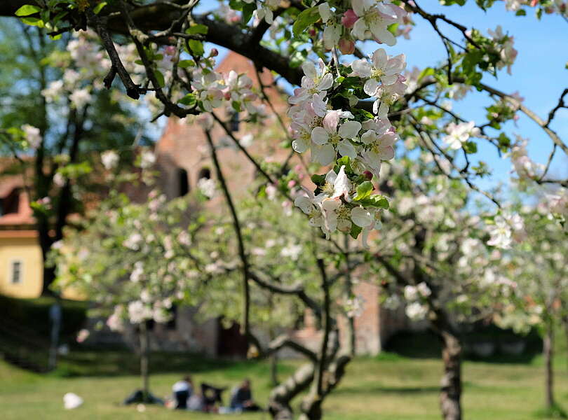 Blütenpracht am Kloster Lehnin