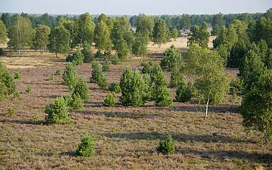 



        
            Sielmanns Naturlandschaft Kyritz-Ruppiner Heide,
        
    

        
        
            Foto: Thomas Stephan
        
    