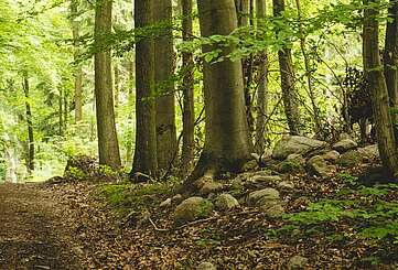 UNESCO-Weltnaturerbe Buchenwald Grumsin