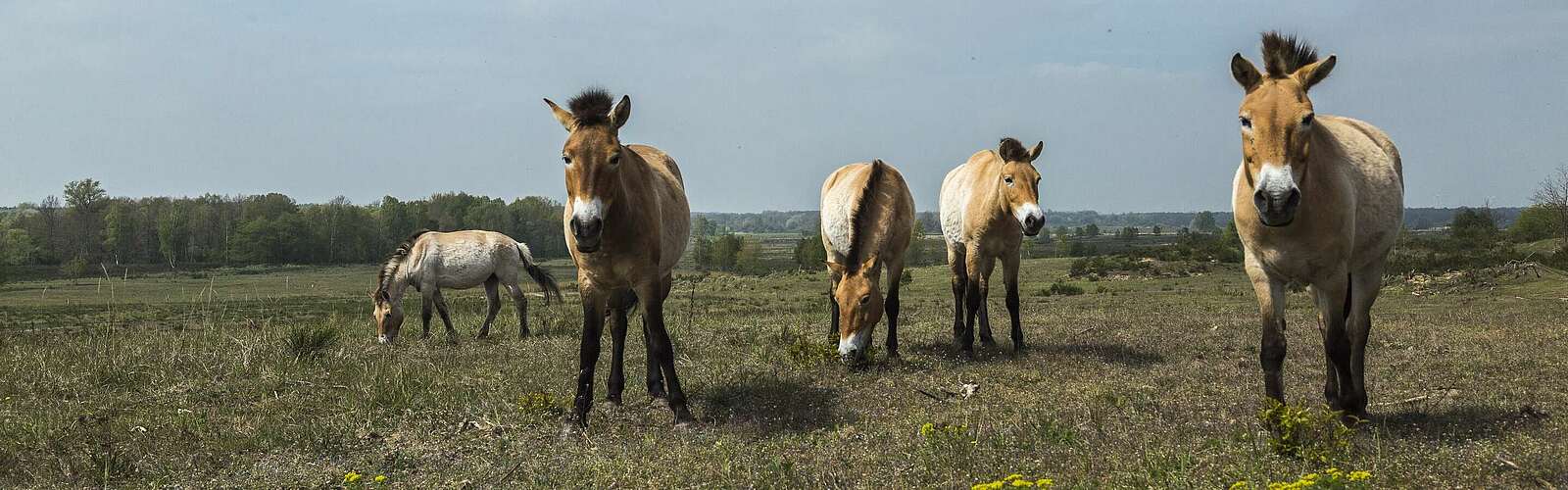 Przewalski-Pferde in Sielmanns Naturlandschaft Döberitzer Heide,
        
    

        Foto: TMB-Fotoarchiv/Steffen Lehmann