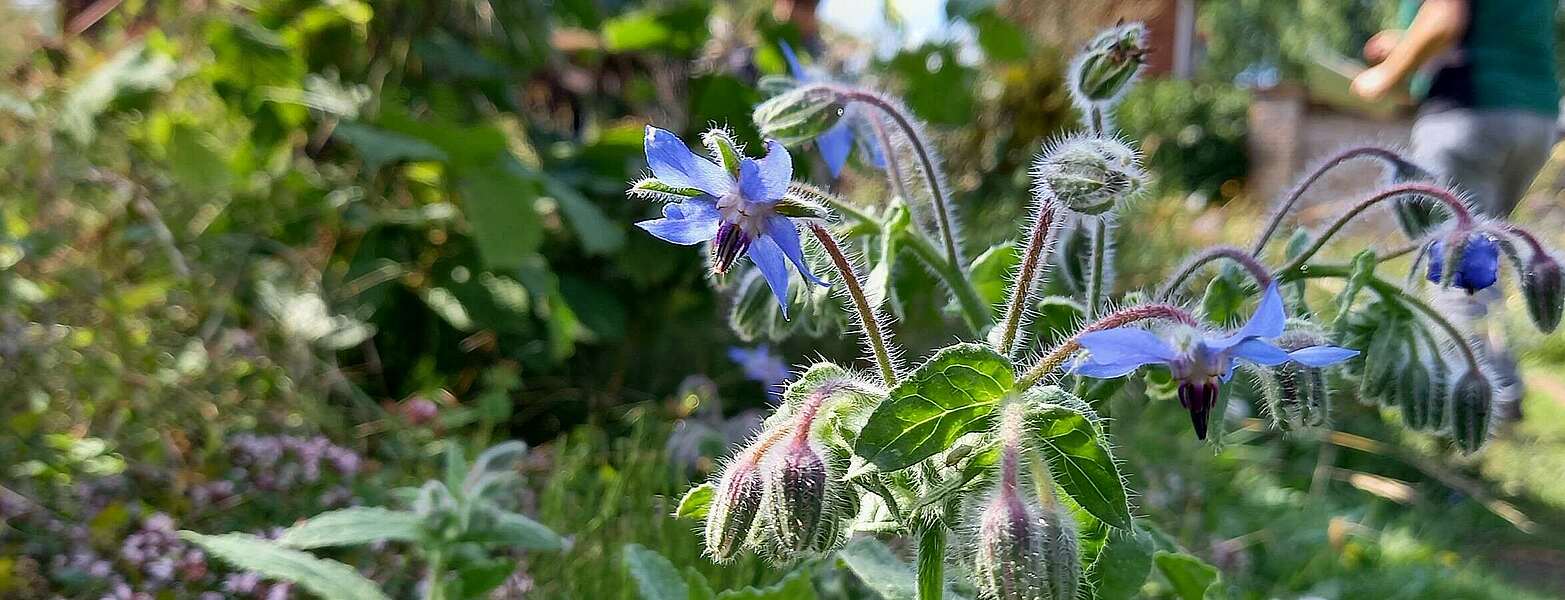 Blütenzauber im Klosterkräutergarten,
        
    

        Foto: Tourismusverband Ruppiner Seenland e.V./Michelle Engel