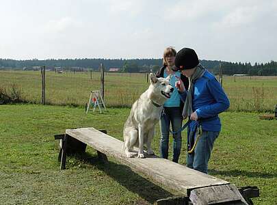 Hindernisparcours Freizeit mit Huskies