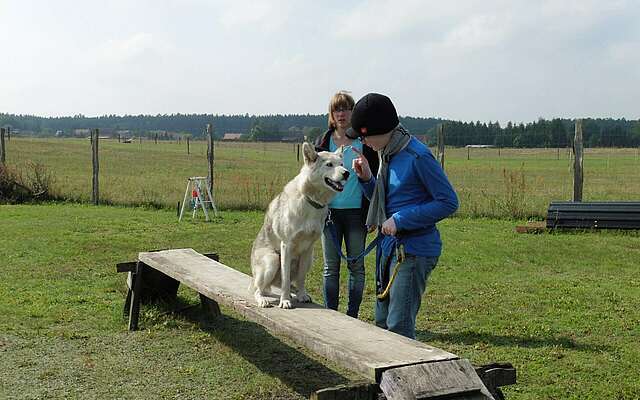 Hindernisparcours Freizeit mit Huskies