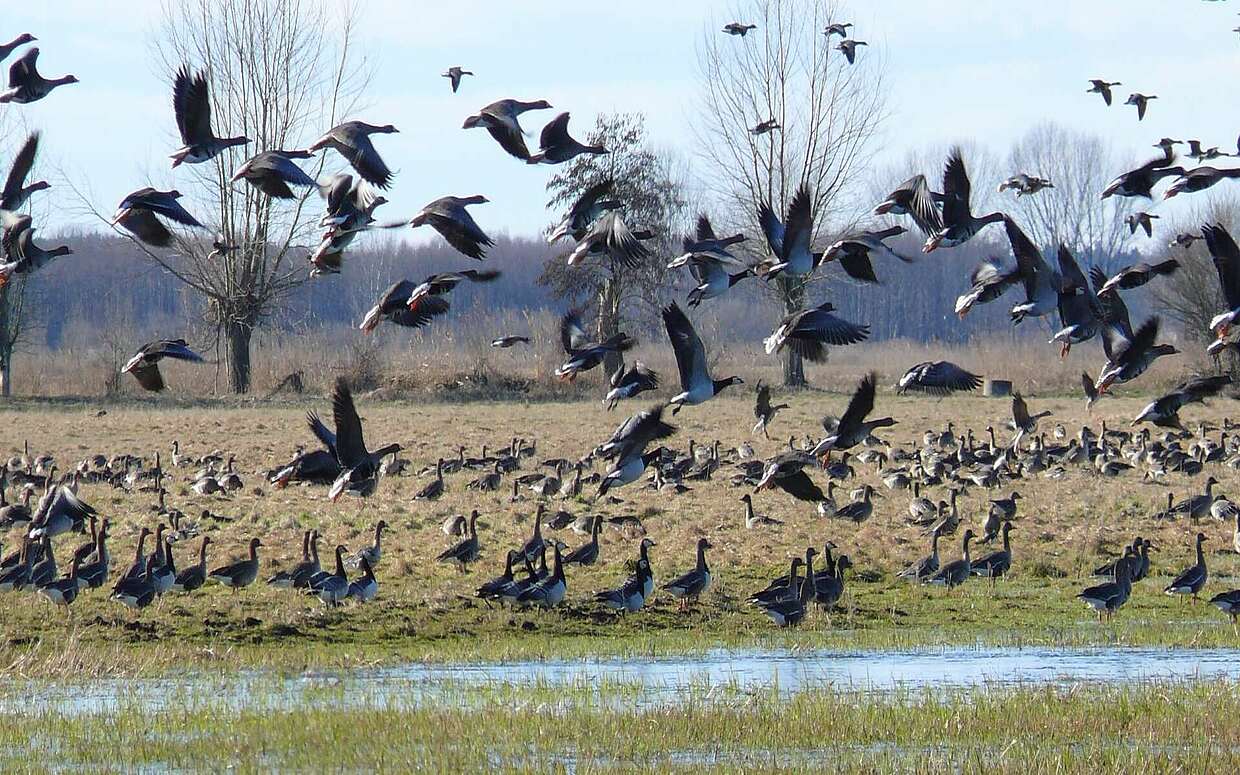 Vor allem im Herbst kann man Wildgänse und Kraniche in der Umgebung des Elberadweges beobachten.