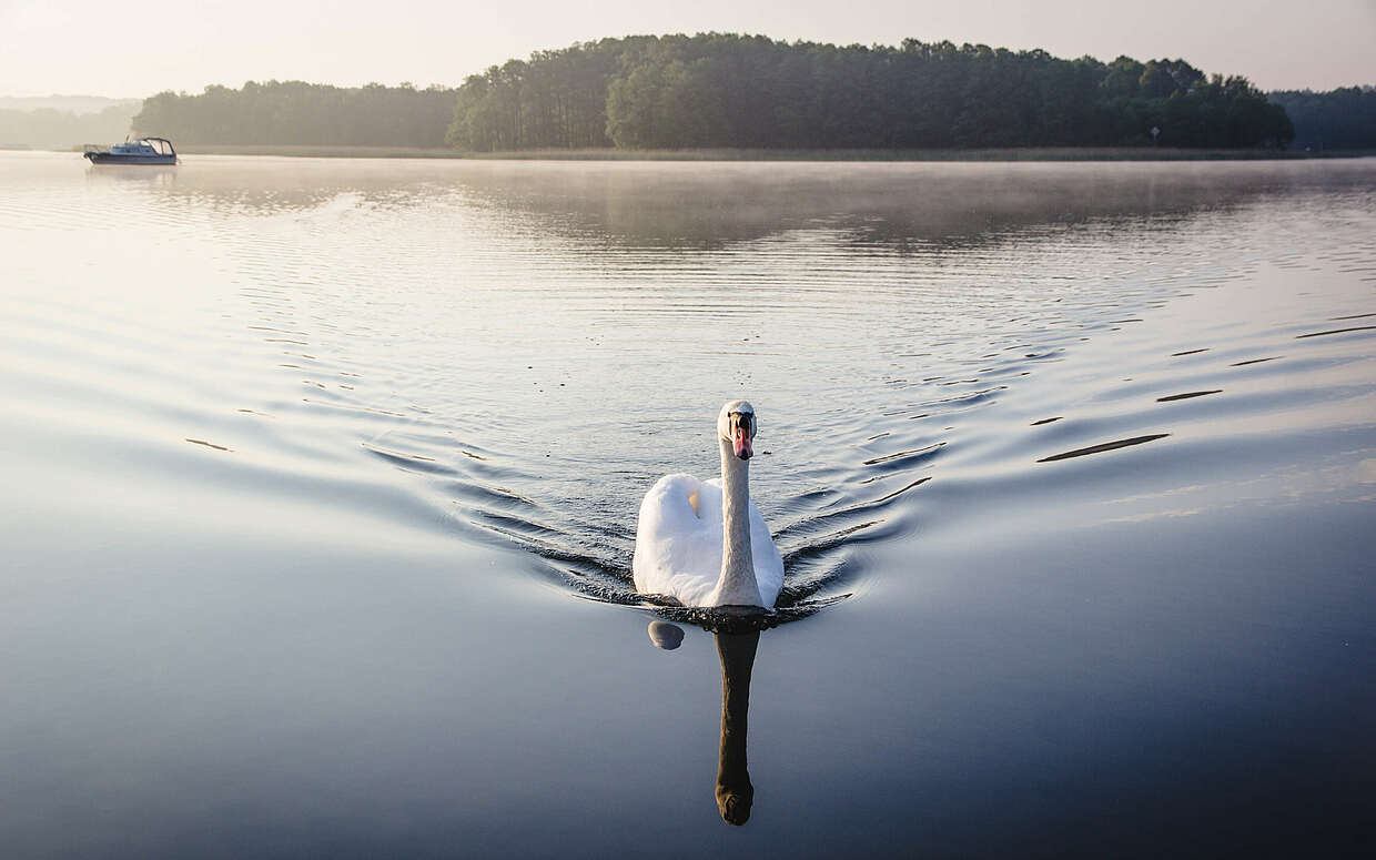 Schwan auf See