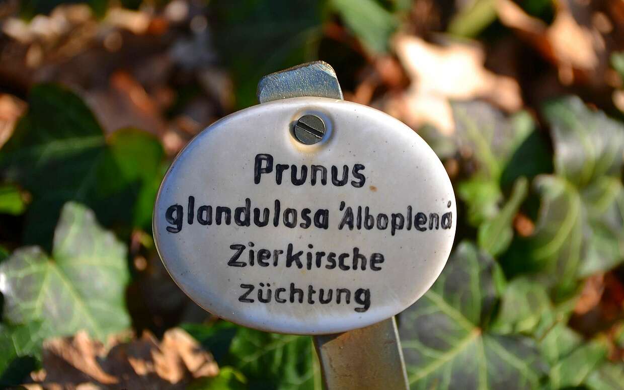 Hinweis im Botanischen Garten auf eine besondere Zierkirschen-Züchtung