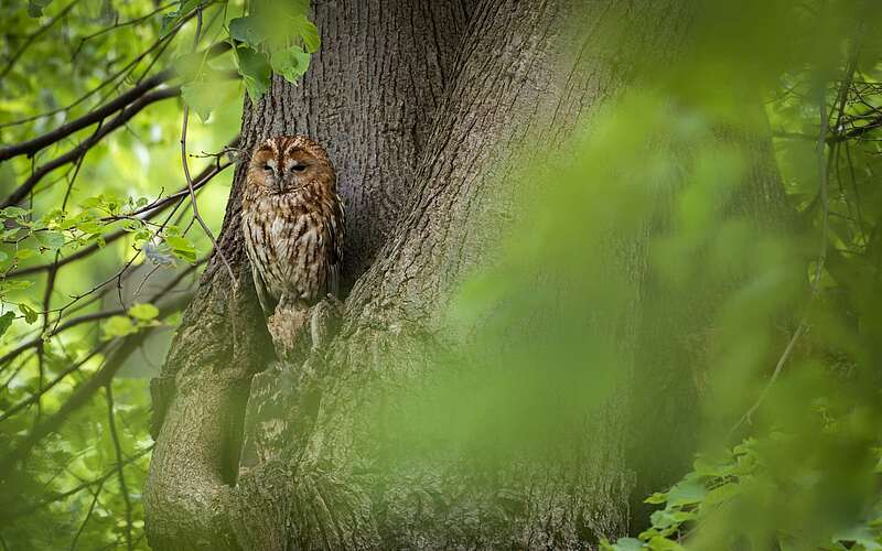 



        
            Waldkauz,
        
    

        Foto: Naturschutzfonds Brandenburg/Sebastian Hennigs
    