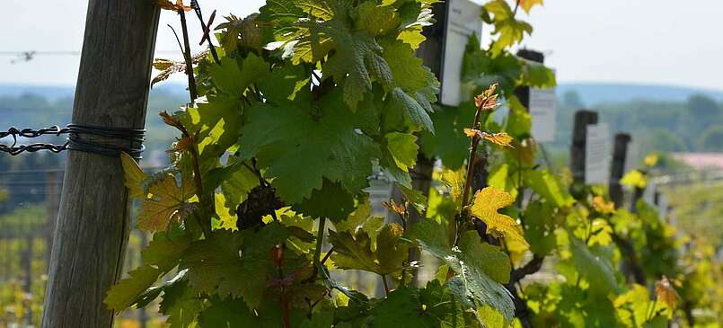 Wein, Weib und Gesang auf dem Werderaner Wachtelberg