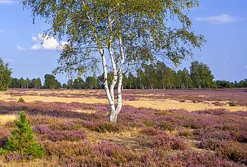 Naturpark Niederlausitzer Heidelandschaft