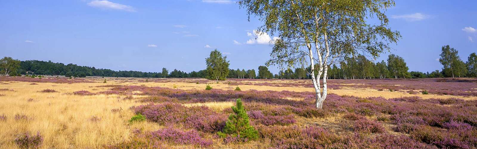 Naturpark Niederlausitzer Heidelandschaft,
        
    

        Foto: Tourismusverband Elbe-Elster-Land e.V./Andreas Franke