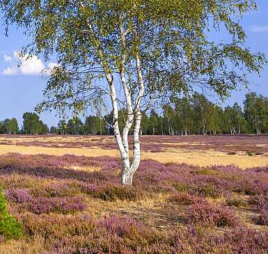 Naturpark Niederlausitzer Heidelandschaft