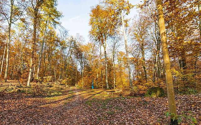 Herbstlicher Waldweg im Naturpark Stechlin-Ruppiner Land