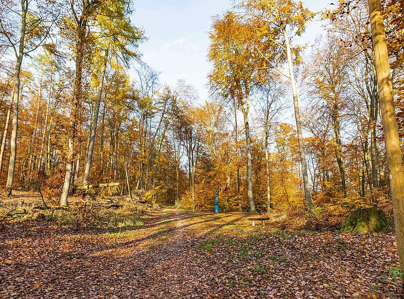 Herbstlicher Waldweg im Naturpark Stechlin-Ruppiner Land