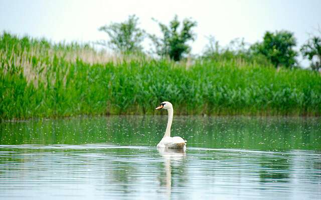 Schwan auf dem Wasser