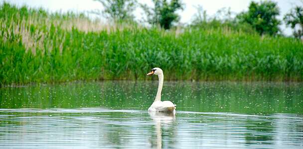 Schwan auf dem Wasser