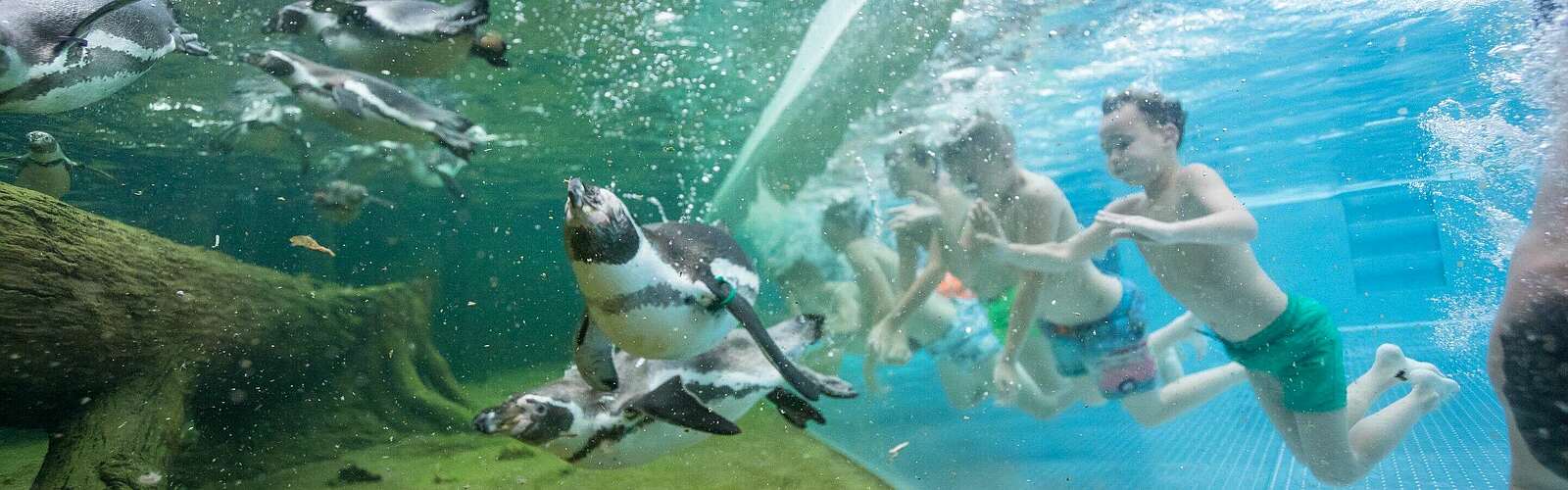 Schwimmen mit Pinguinen,
        
    

        
            Foto: Speewelten GmbH