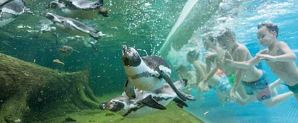 Schwimmen mit Pinguinen in den Spreewelten