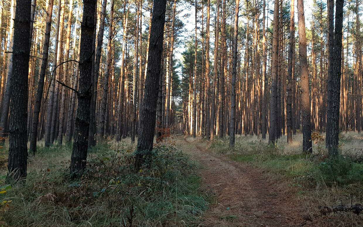 Im Naturpark Niederlausitzer Landrücken